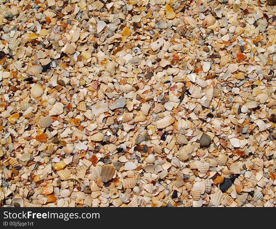 Shells bits on sunny beach. Shells bits on sunny beach