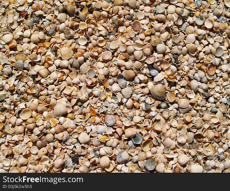 Wet shells on sunny beach. Wet shells on sunny beach