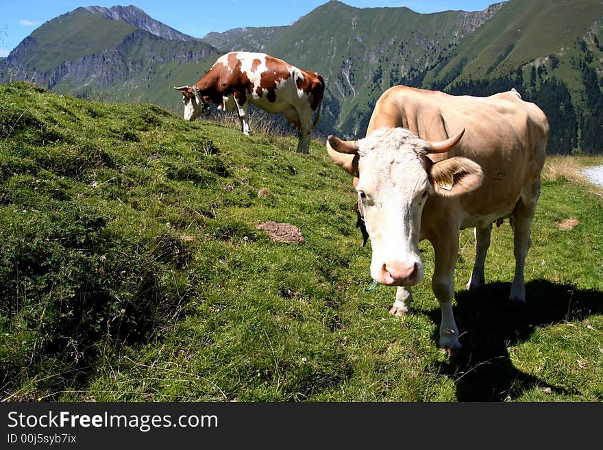 Image of cows in Austrian Alps / Tirol