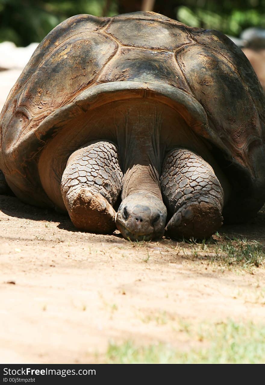 A very old tortoise takes a rest. He has his long neck between his legs. A very old tortoise takes a rest. He has his long neck between his legs