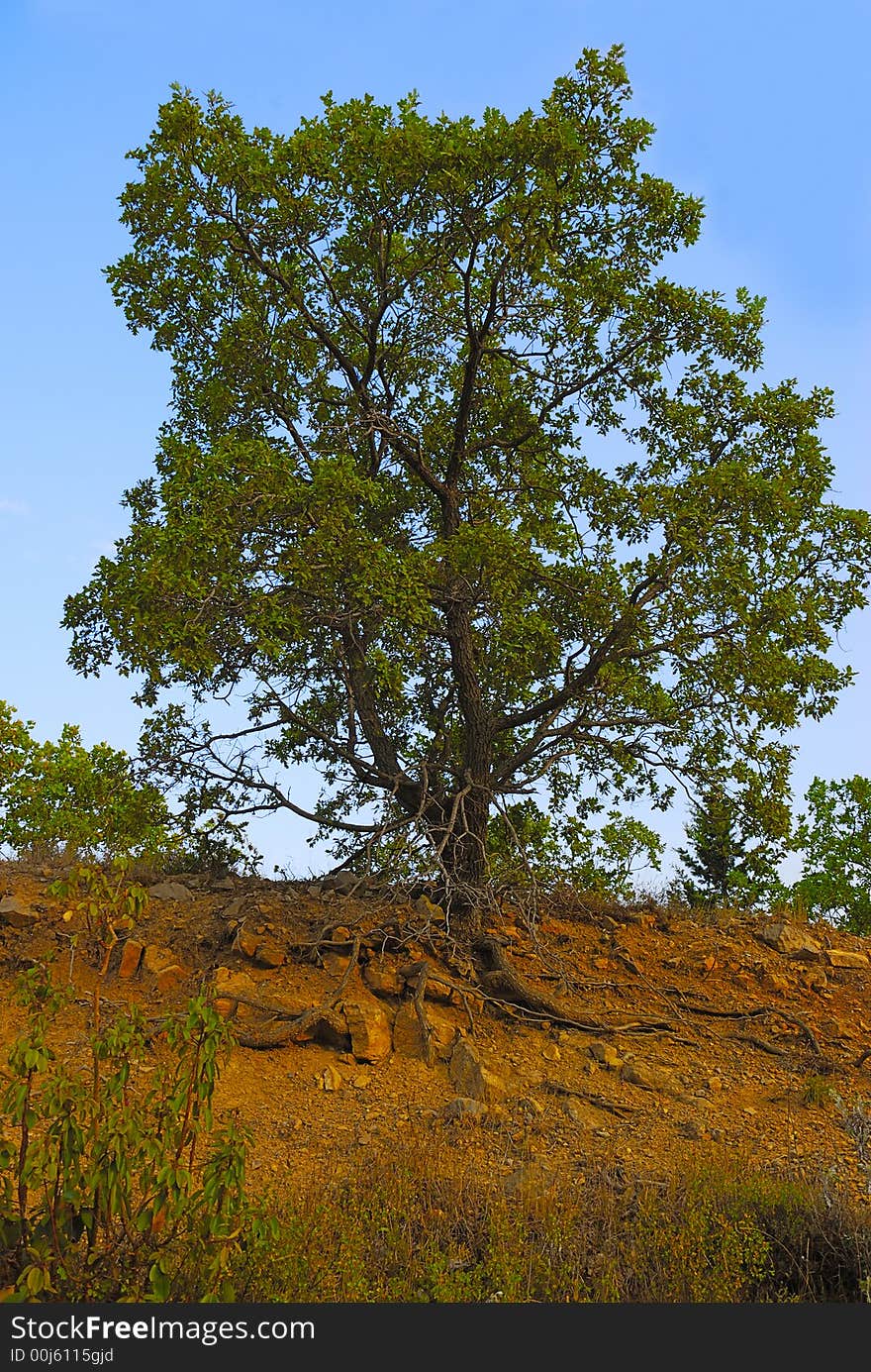 Tree on a slope of mountain