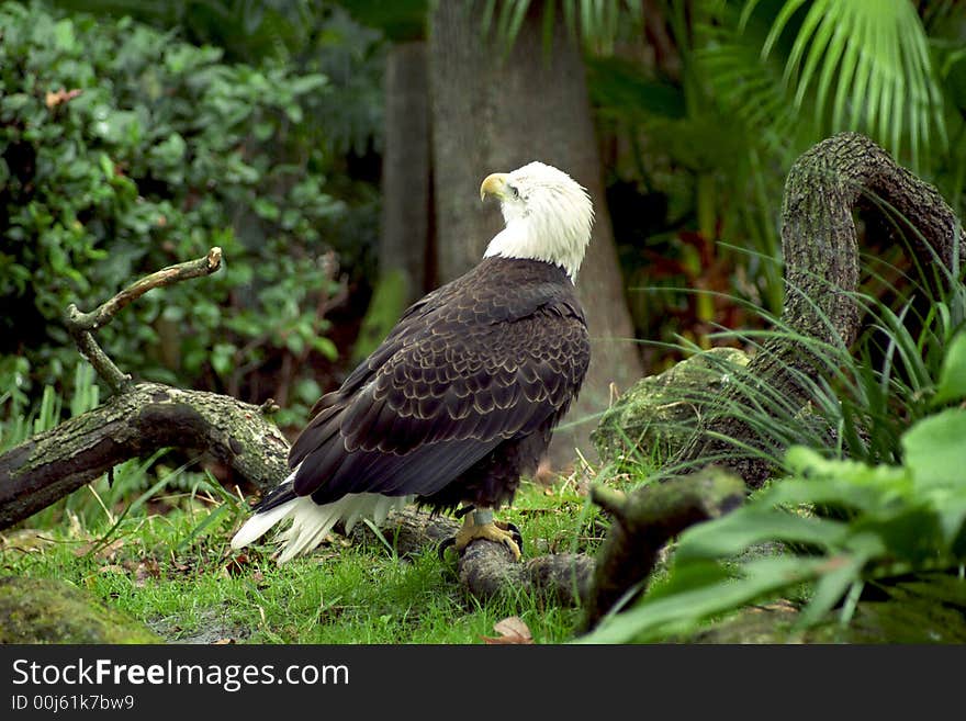 Majestic Eagle