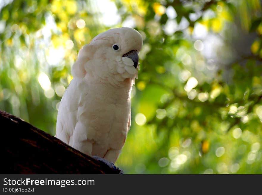 The beautiful and endangered Moluccan cockatoo