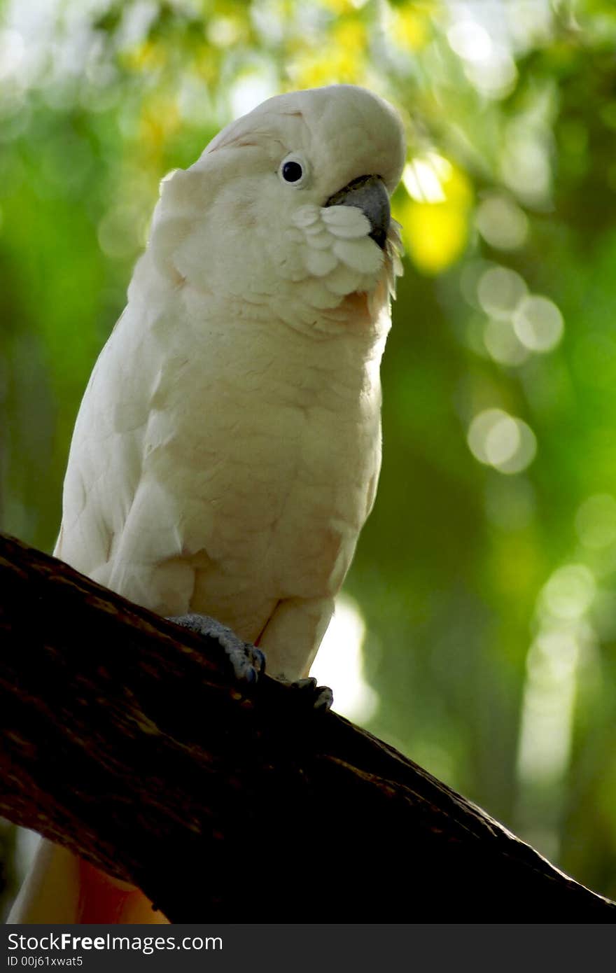 The beautiful and endangered Moluccan cockatoo