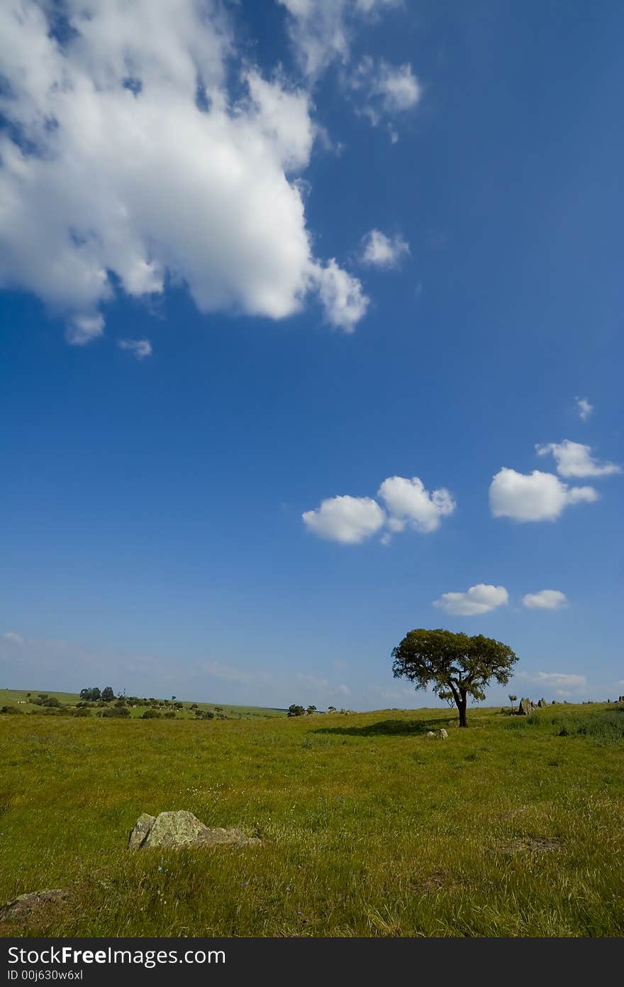 Green Hill with Oak Tree