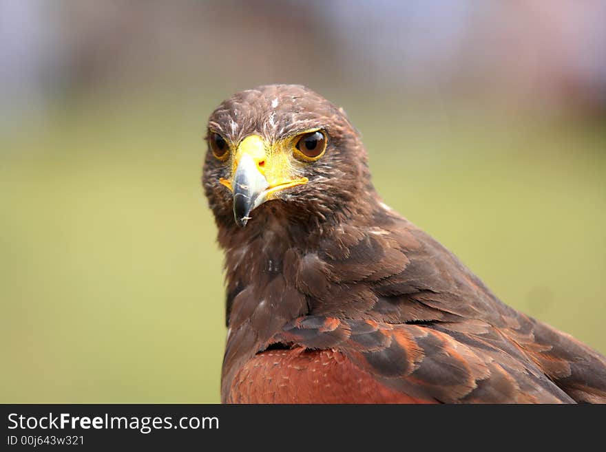 Predator bird looking at the camera. Predator bird looking at the camera