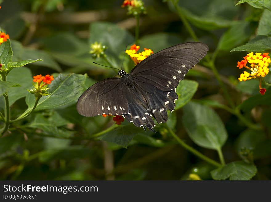 Black Butterfly With Spots