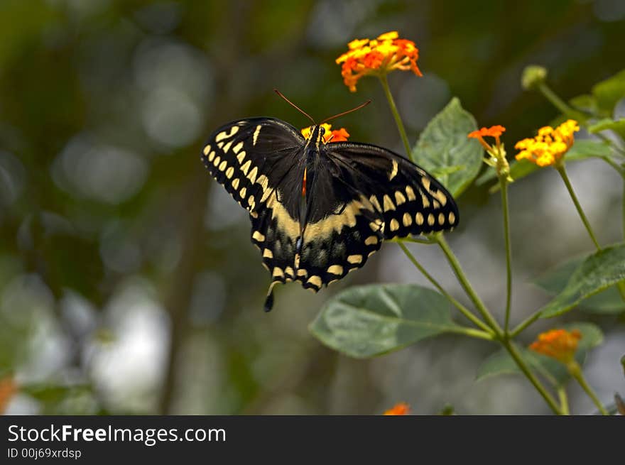 Black and Gold Butterfly flying and feeding