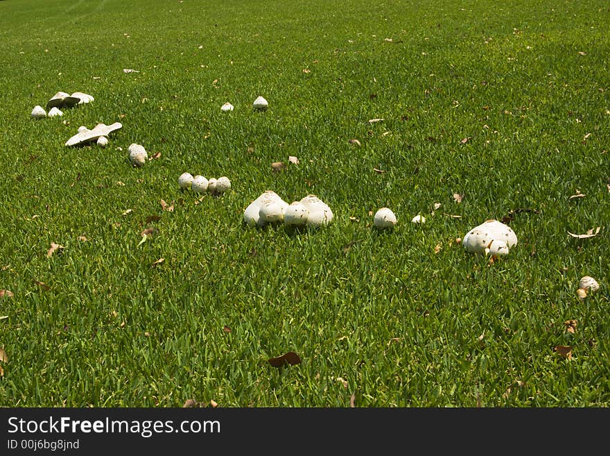 Mushrooms on green grassland