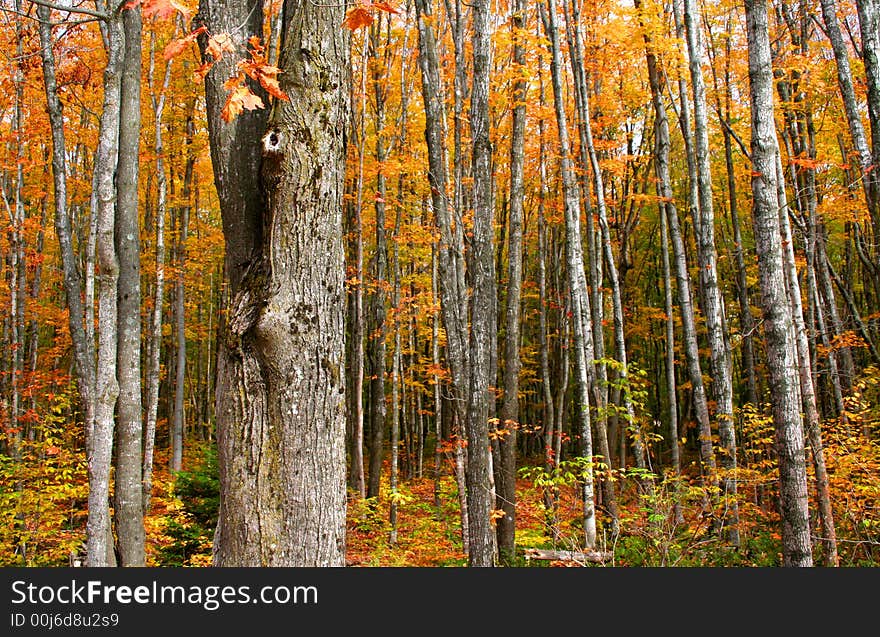 Tall colorful trees during autumn time in Michigan. Tall colorful trees during autumn time in Michigan