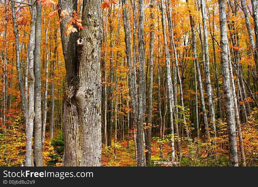 Autumn Trees