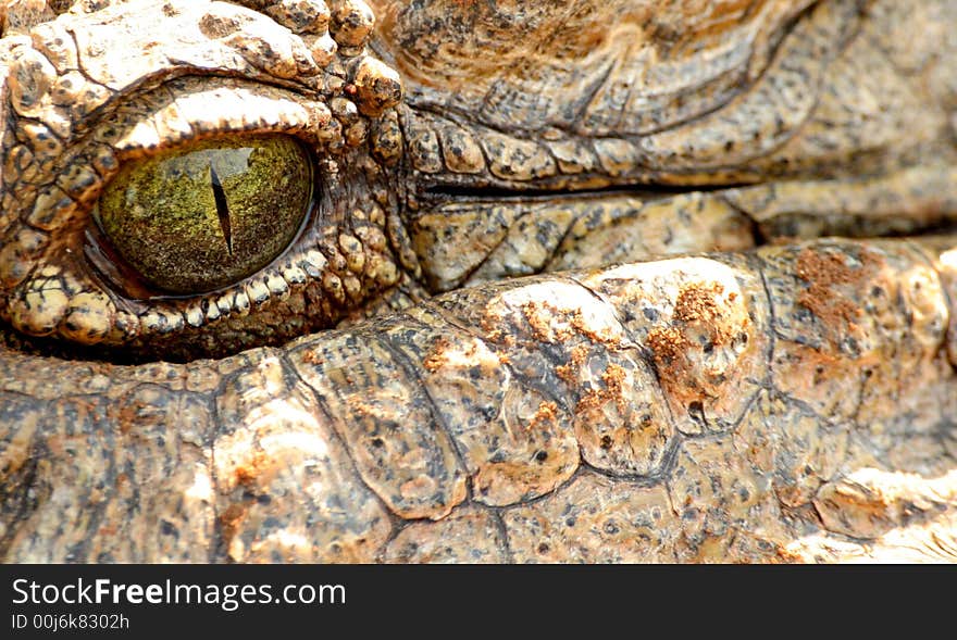 Croc Eye