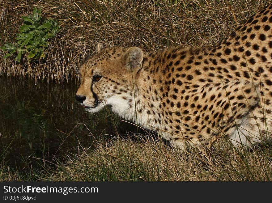 Cheetah about to drink at a pool