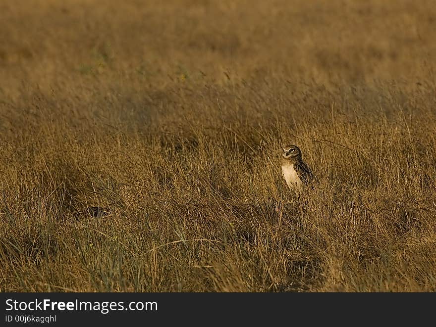 Burrowing Owl