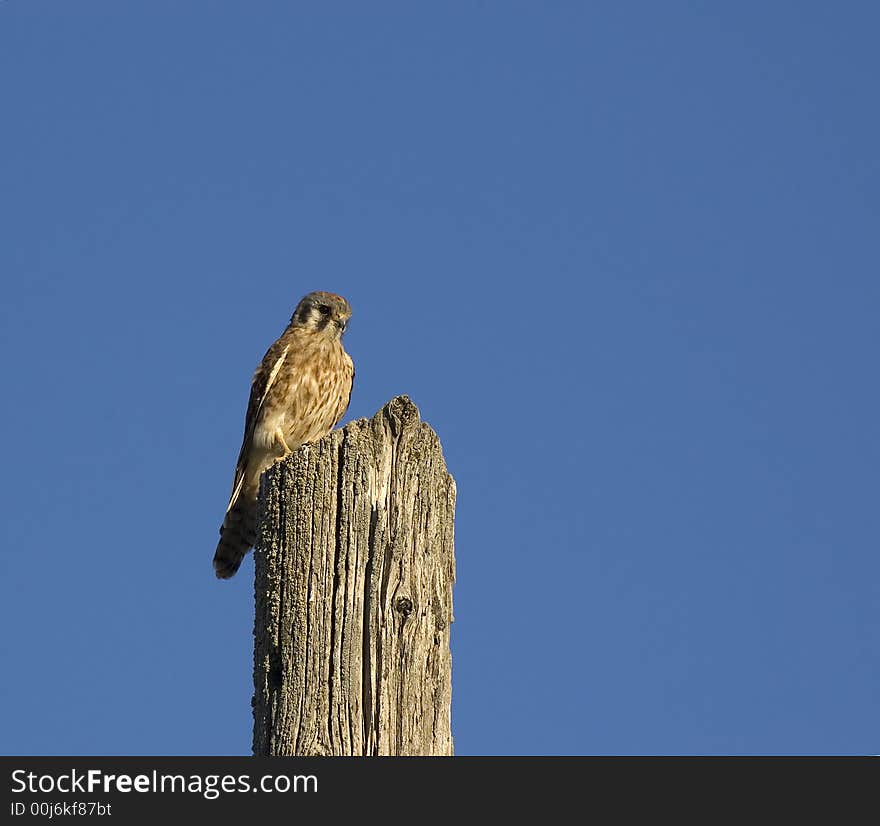 Kestral