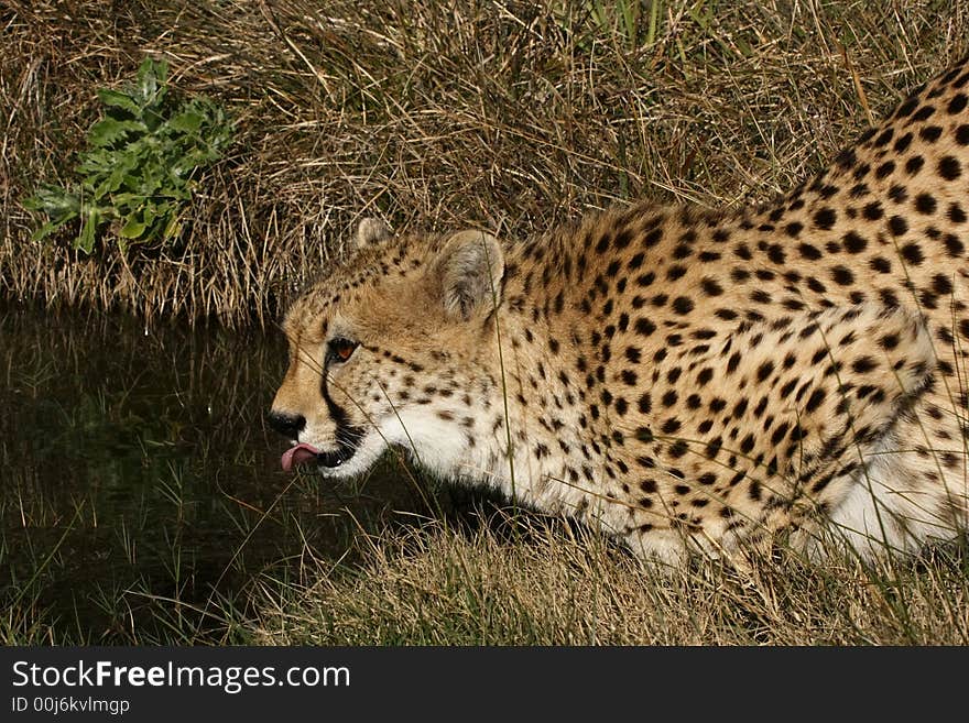 Cheetah having a drink at pool on a hot day