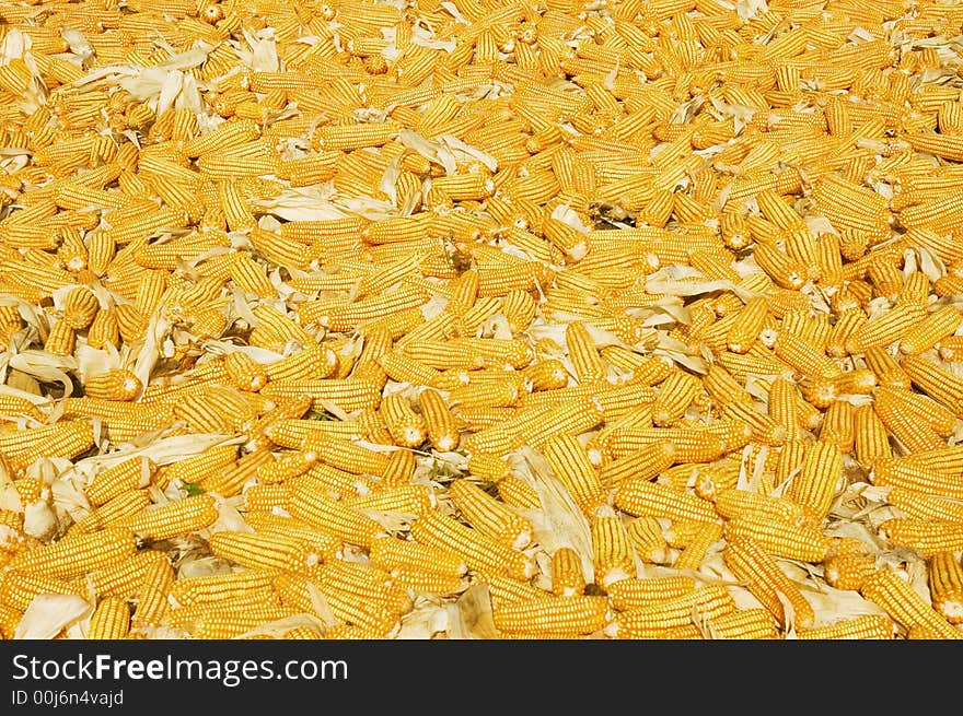 Newly harvested cron being sun dried in a farm in Ilocos Province, Philippines. Newly harvested cron being sun dried in a farm in Ilocos Province, Philippines