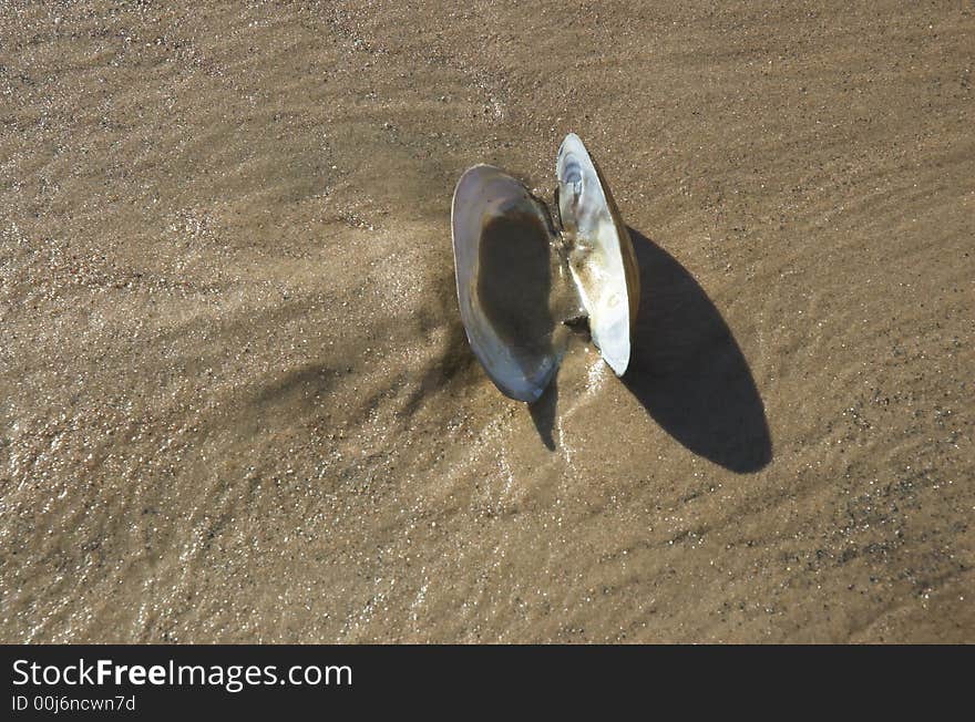 Cockleshell on sea I protect,beach