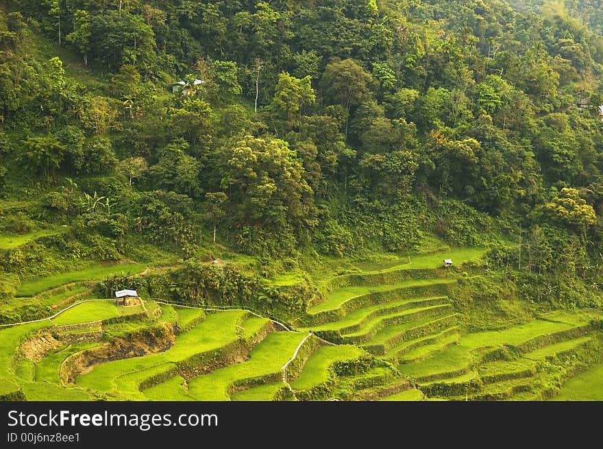 Sunrise in Banaue Rice Terraces, Philippines