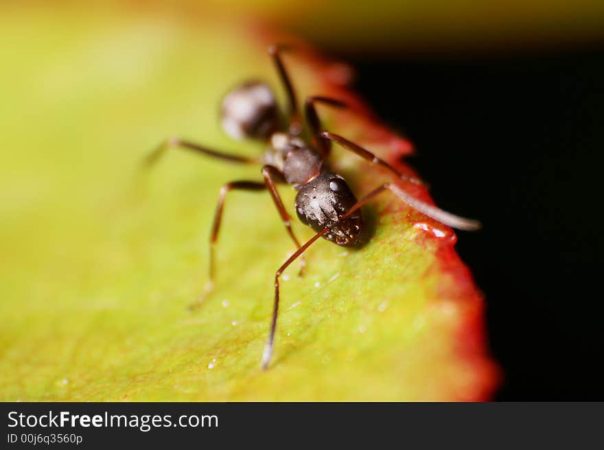 An ant is walking on a leaf