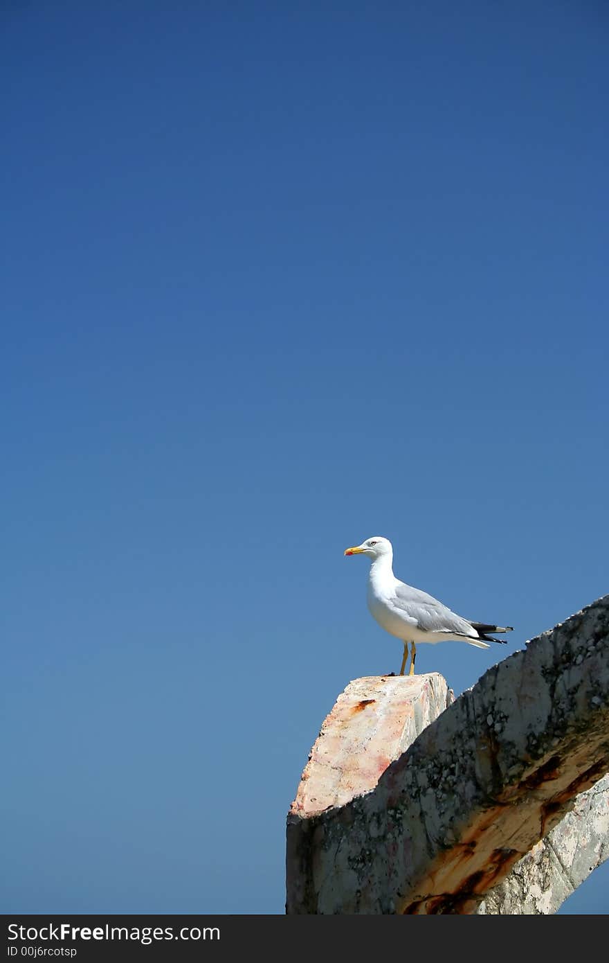 Gull on Black sea, Bulgaria