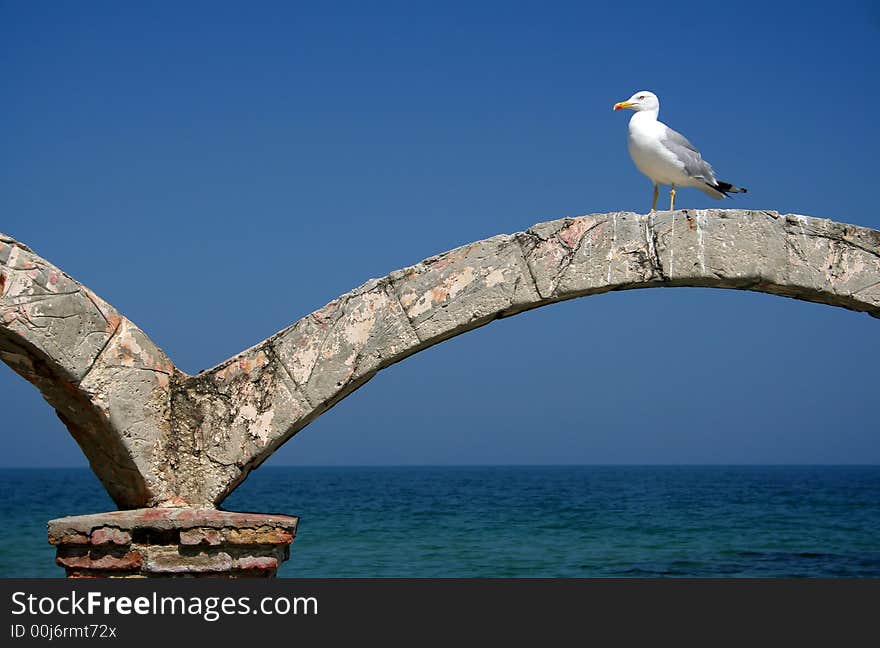 Gull on Black sea