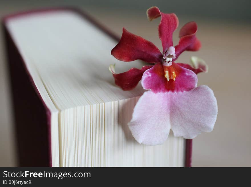 Book with flower