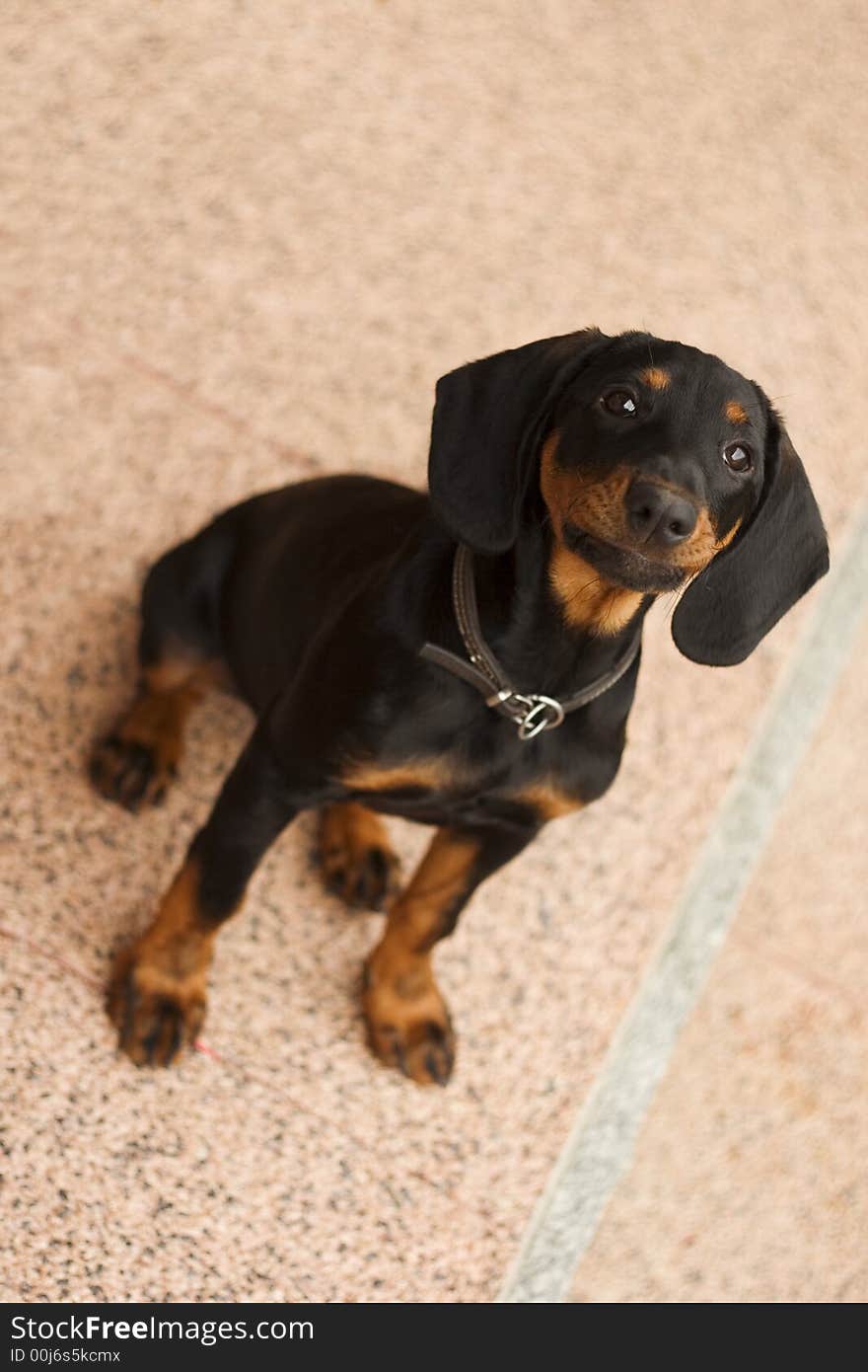 Sitting Dog looking up