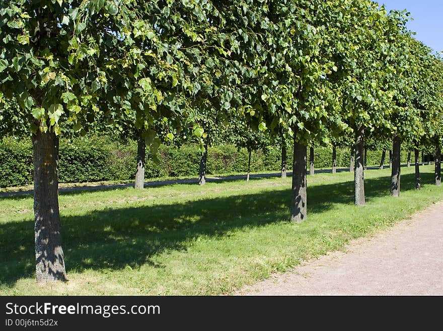 Trees grove in the garden in summer