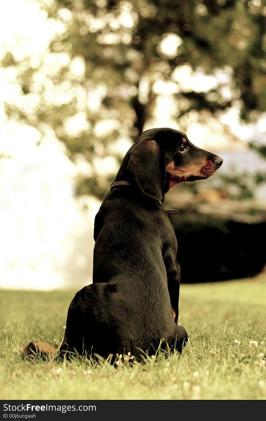 A dog is sitting in the gras. A dog is sitting in the gras