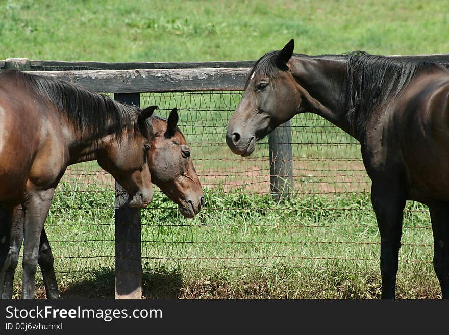 Three horses near a fence on a farm