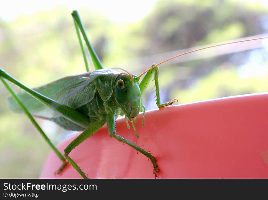 Close up shot of a grasshopper - focus on head