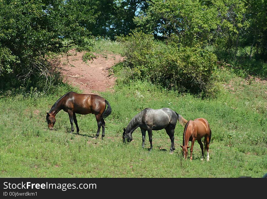 Three horses on a hillside grazing