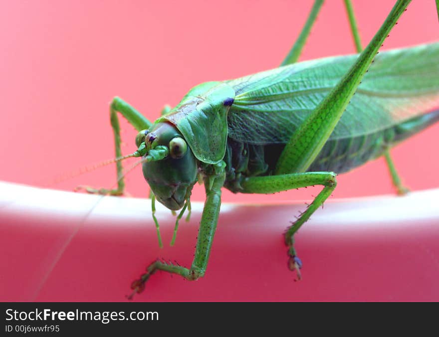 Close up shot of a grasshopper - focus on head