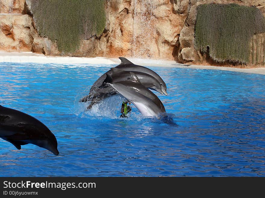 Four Dolphins Jumping