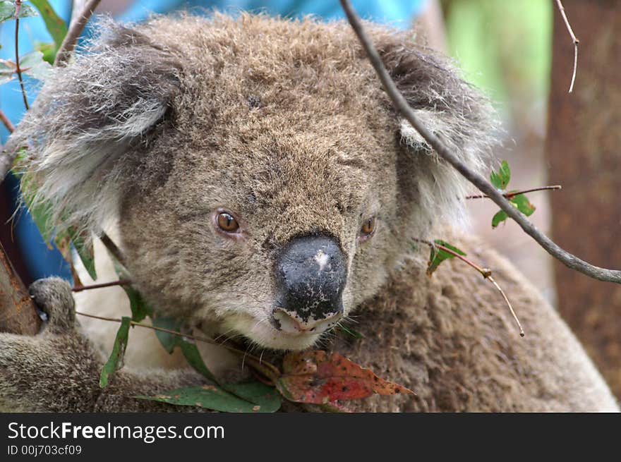 Wild koala climbing a eucalyptustree