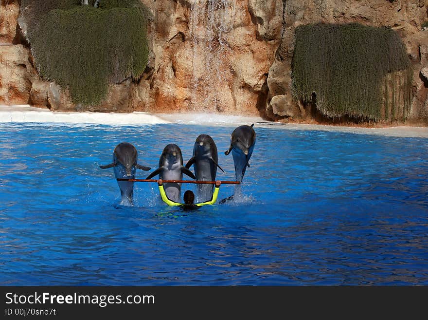 Four dolphins jumping