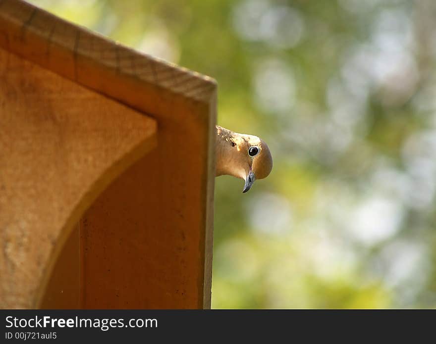 A dove plays peek-a-boo from the top of a wooden bird feeder. A dove plays peek-a-boo from the top of a wooden bird feeder.