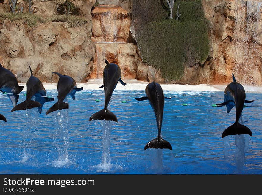 Group of dolphins jumping