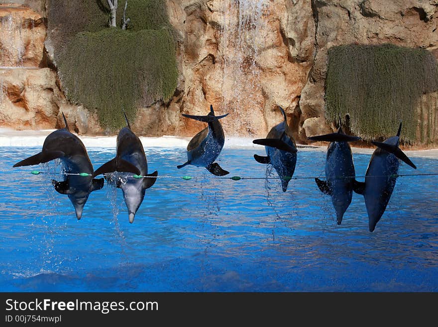 Group of six dolphins