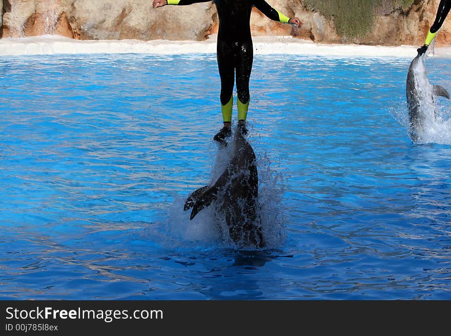 Man jumping with dolphins