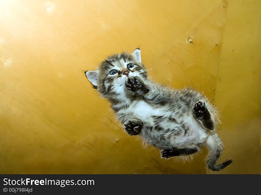 Little kitten on glass surface.