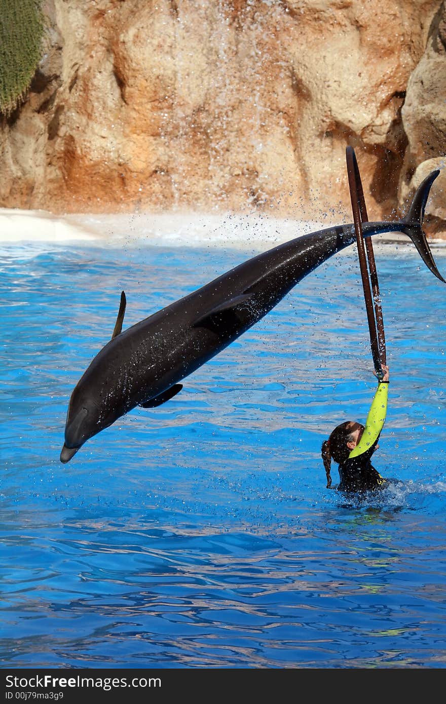 Dolphin jumping in a ring