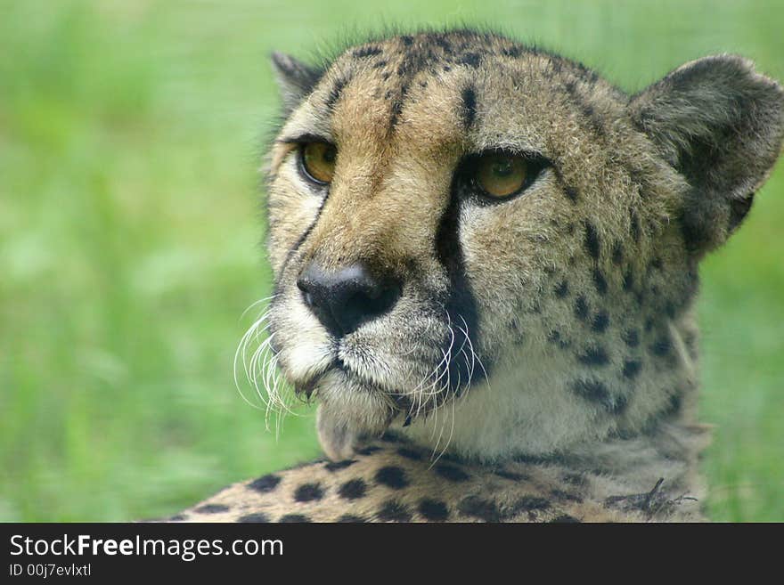 Adult Cheetah