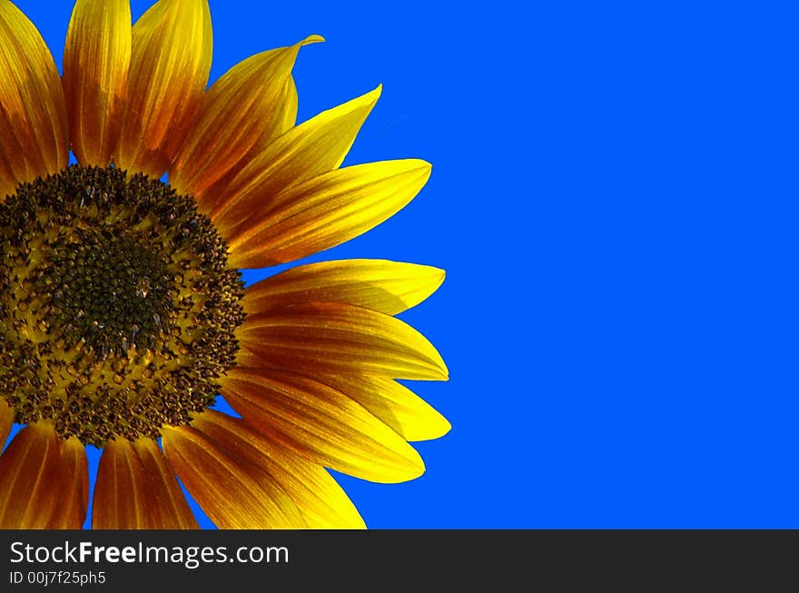 Photographed sunflower from local garden in Georgia.