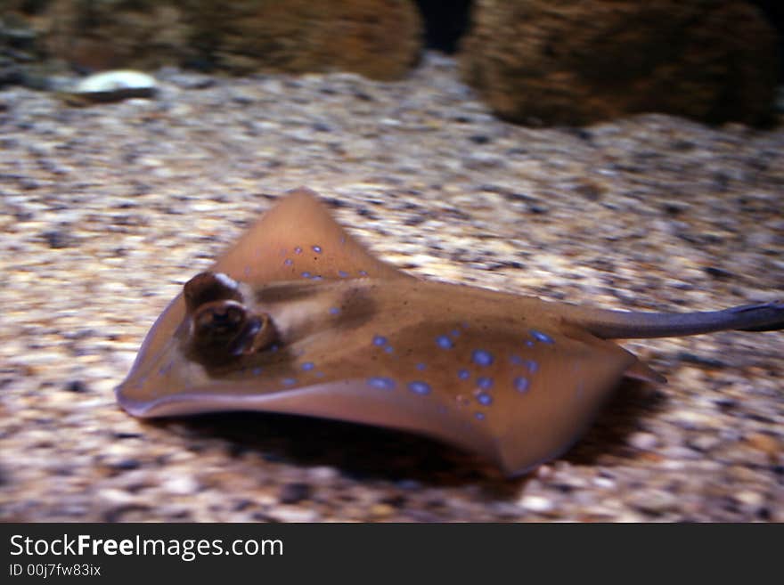 Sea-devil swimming in aquarium