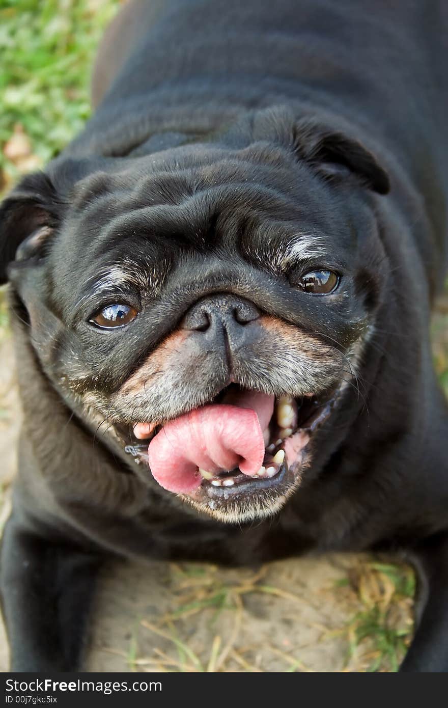 Dog Looking Up. Close up. Dog Looking Up. Close up.