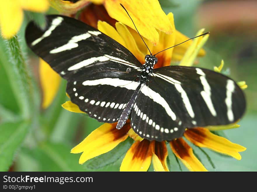 White and Black Butterfly