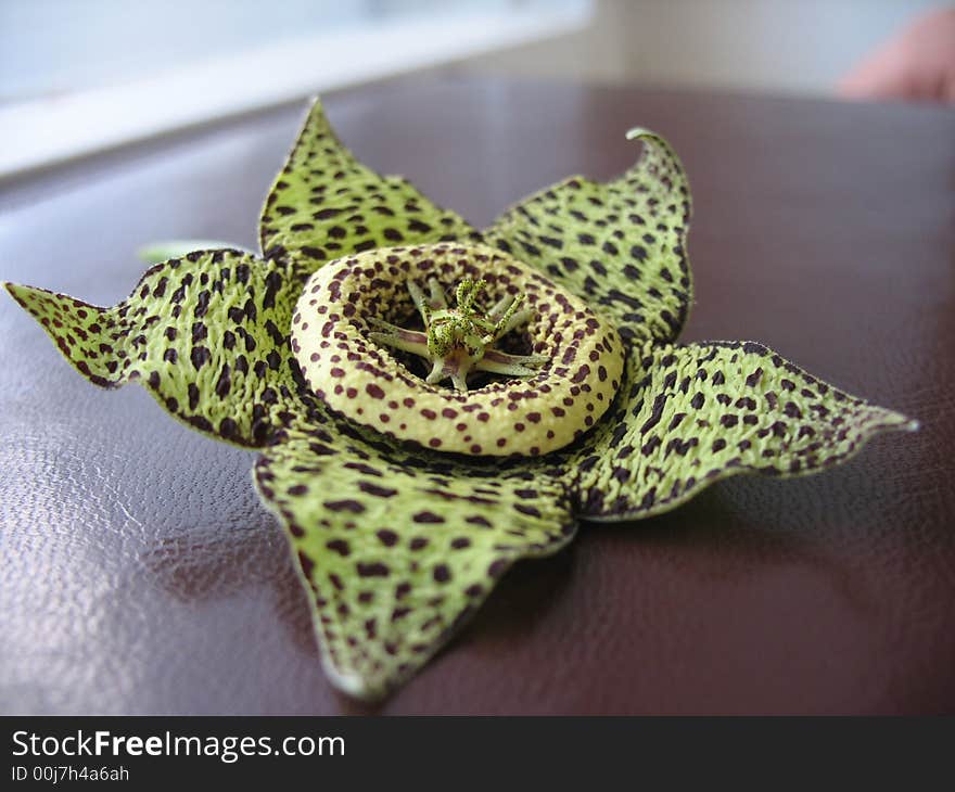 Exotic  flower speckled colouring on a dark background