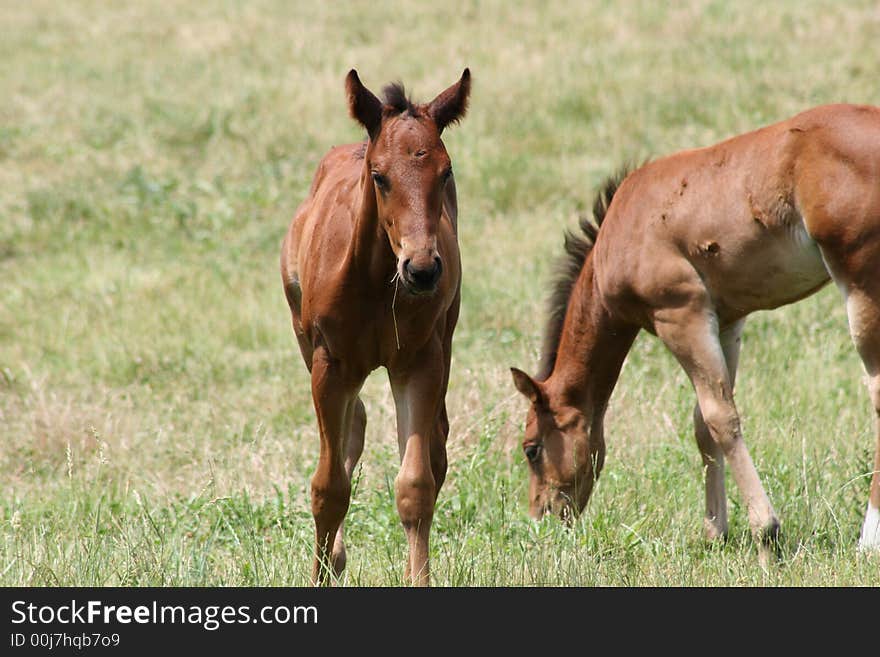 Foals In The Pasture